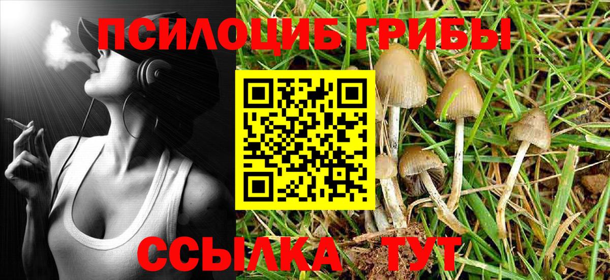 Прохладный  Псилоцибиновые грибы Psilocybe  цена   Вход с VPN 